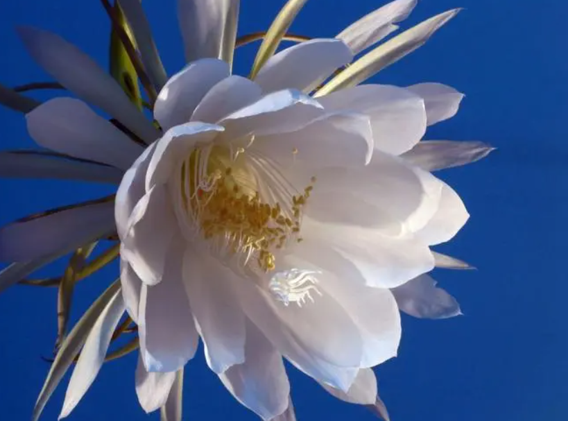 昙花可以水培生根吗