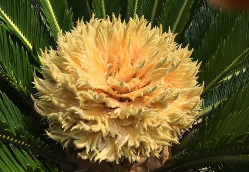 铁树开花后为什么会枯萎