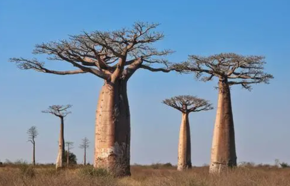 为什么禁止种植面包树