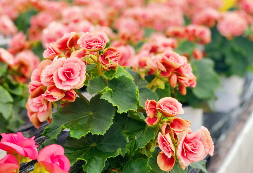 海棠玫瑰花的养殖方法