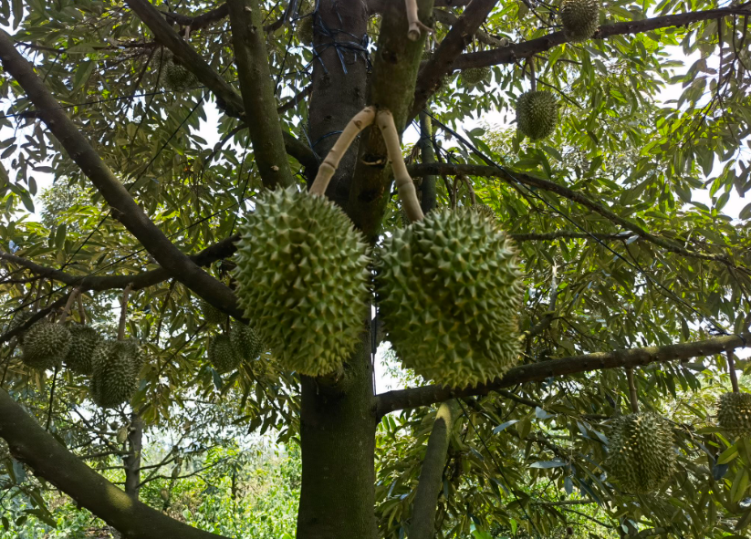 榴莲树能长多高