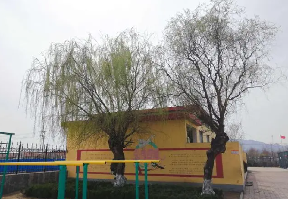 房子左右栽柳树好不好