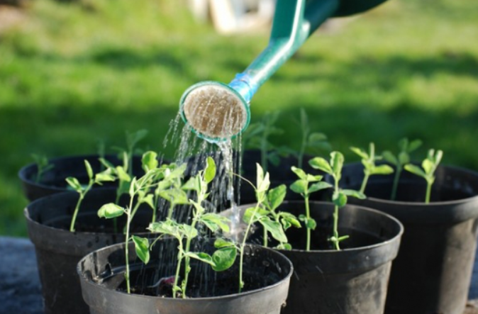 纯净水浇花好不好