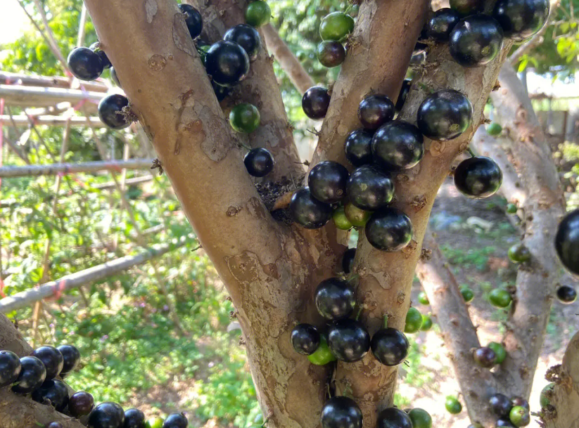 嘉宝果树怎么养护