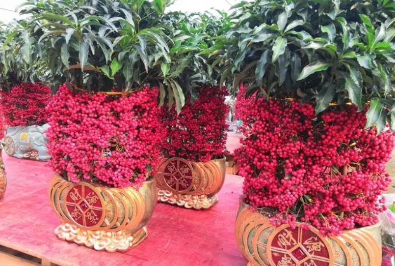 金玉满堂花不开花怎么办