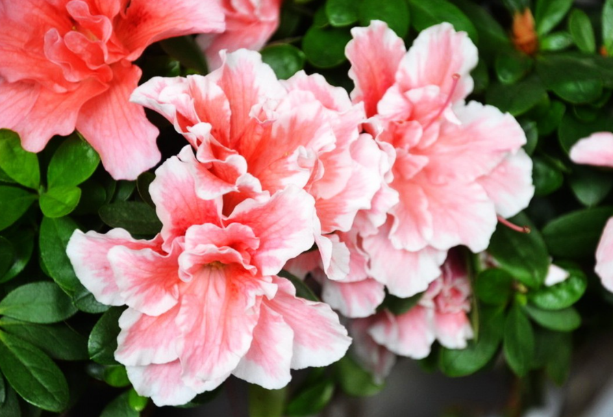 杜鹃花几月份修剪最好