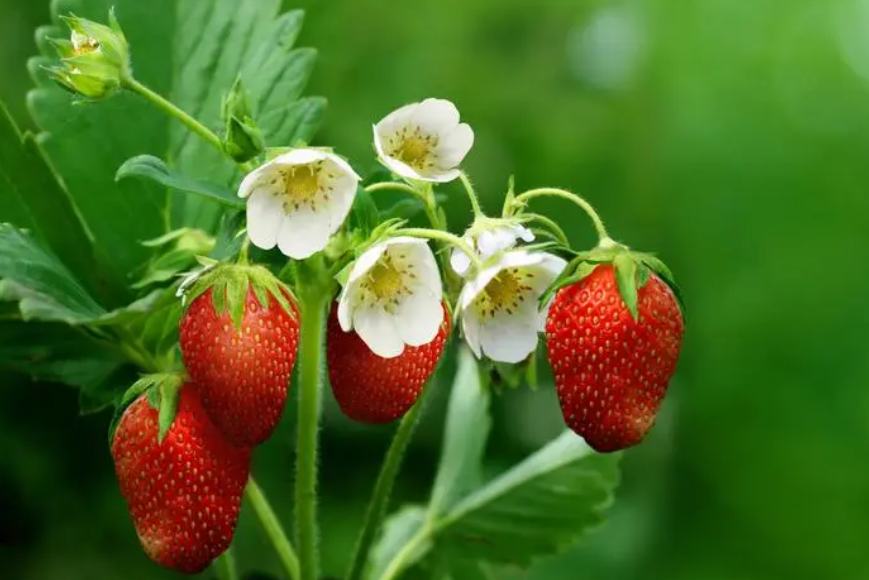 草莓是树上结的还是地上种的