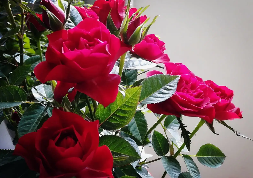 玫瑰花扦插几天能生根