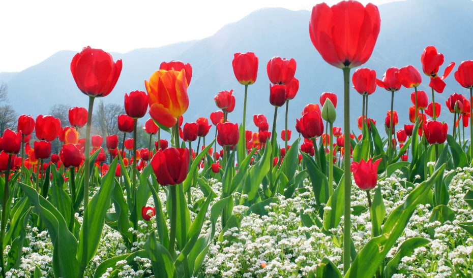 家门口栽什么树或什么花比较好