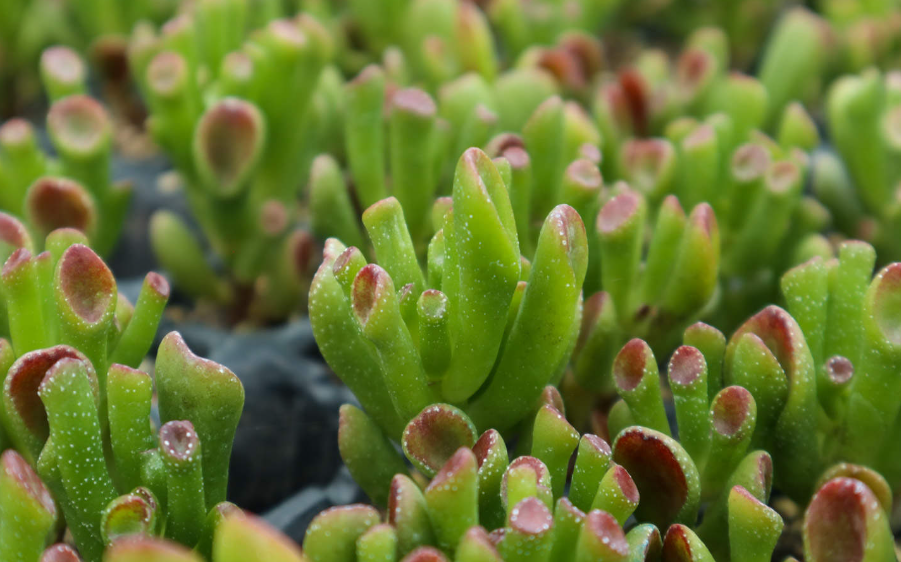 吸财树好养活吗