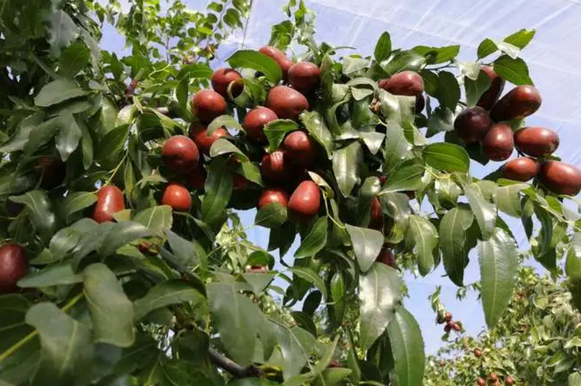 枣树在什么时候进行修剪?如何修剪