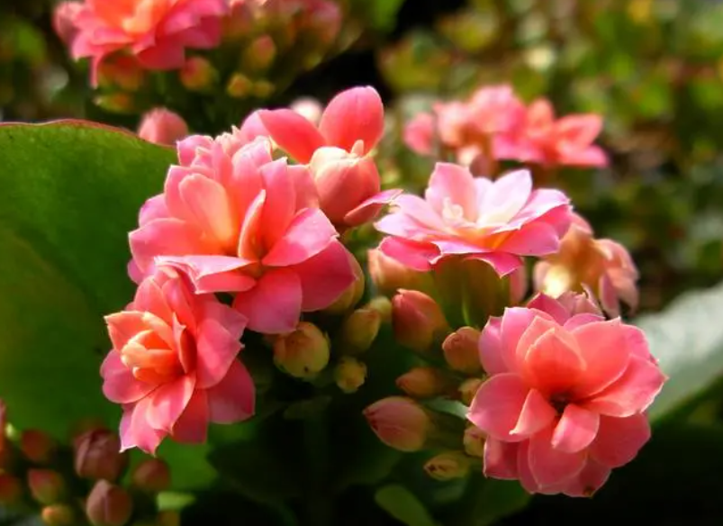 怎样养长寿花才能开花