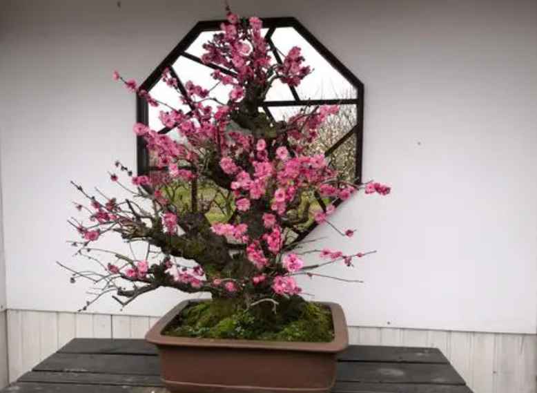 家里养梅花盆景吉利吗