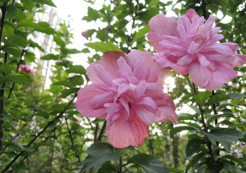 门前种木槿树风水好不好