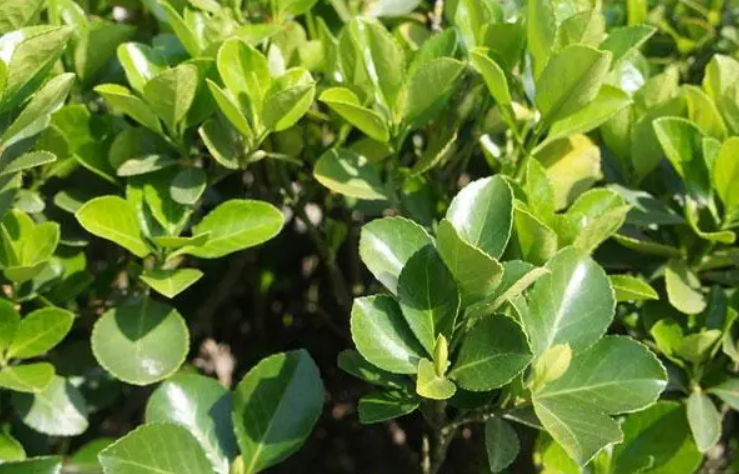 冬青树修剪的工具选择