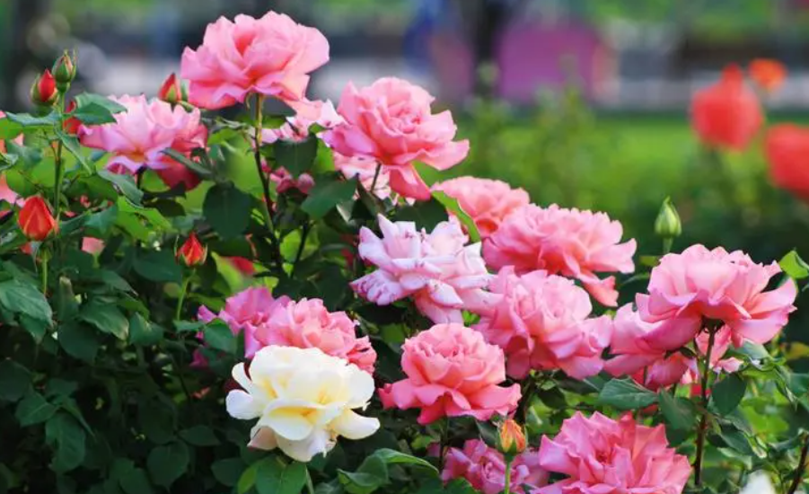 月季花盆的尺寸选择