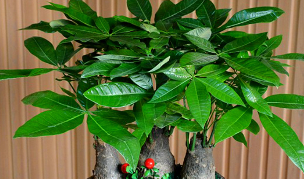 新买发财树的移栽