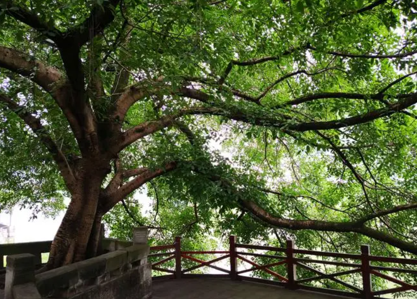 黄桷树能栽在家里吗