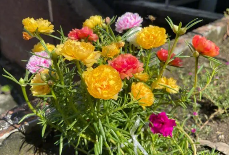 太阳花夏天怎么浇水