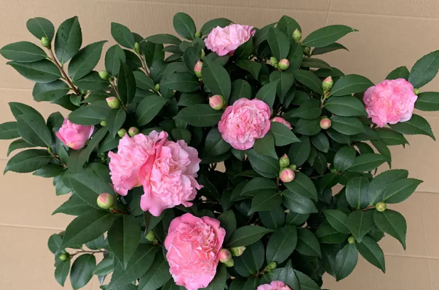 茶花盆栽种植方法