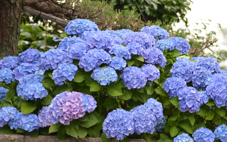 八仙花的养殖方法和注意事项