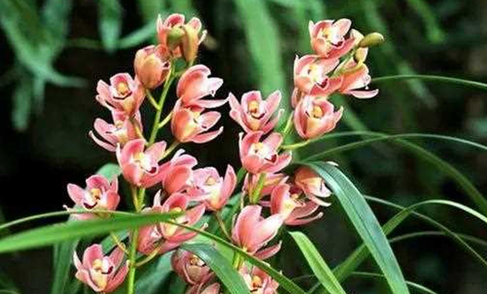 大惠兰花如何养