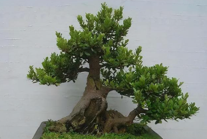 蚊母树盆景适合长期室内吗