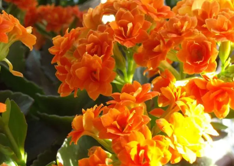 刚剪的长寿花枝能马上扦插吗