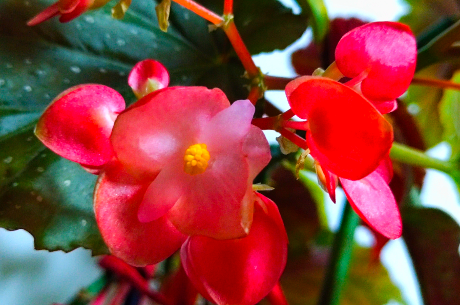 大叶海棠花掉叶子是怎么回事