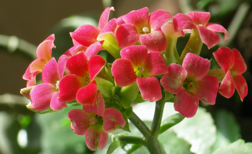 刚买来的长寿花怎么养护