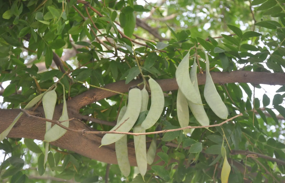 皂角树能扦插吗