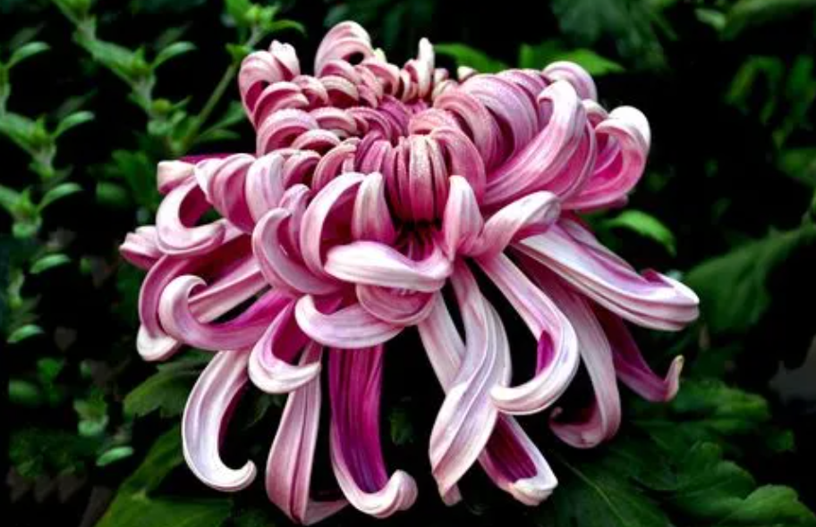 室内养菊花的注意事项