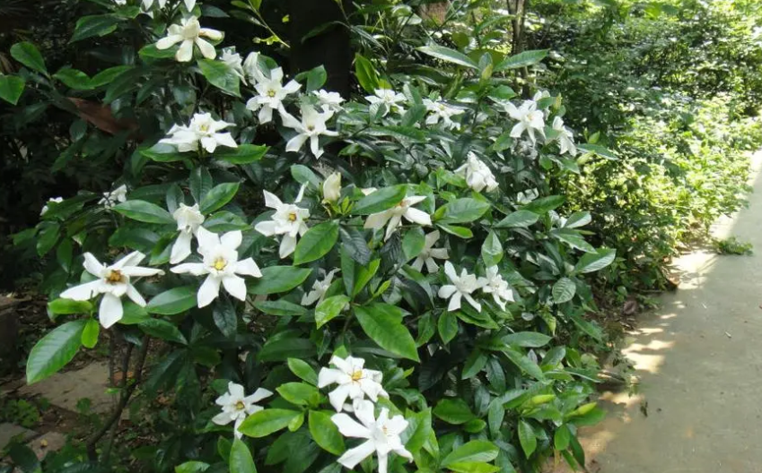 大叶栀子花怎么养