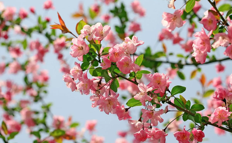 海棠花的养护和注意事项