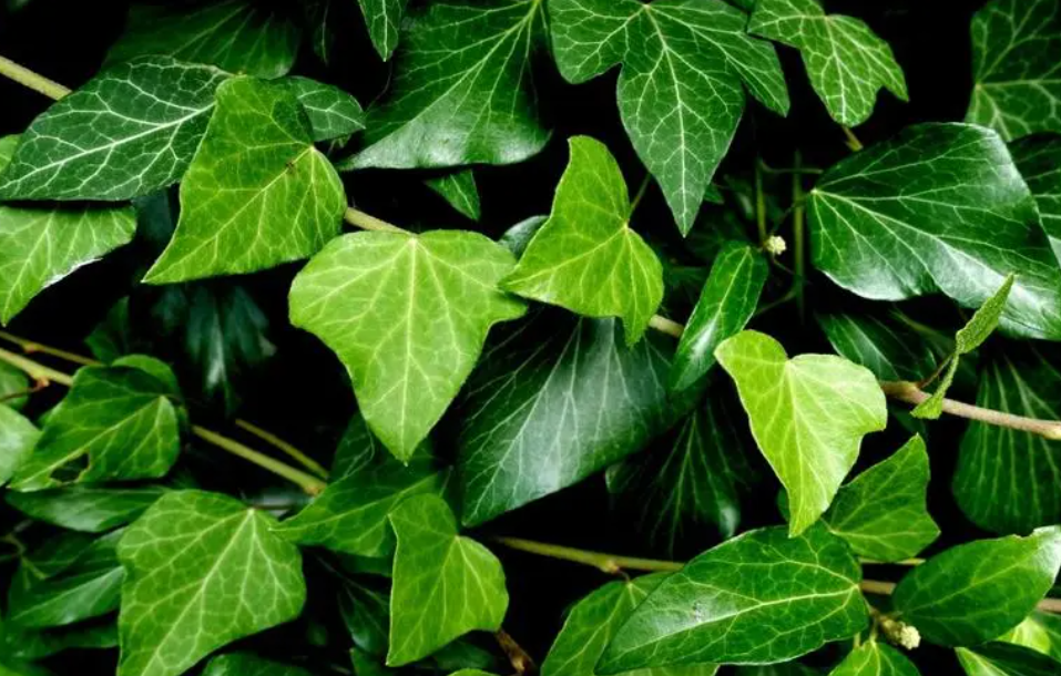 吸甲醛最好的花