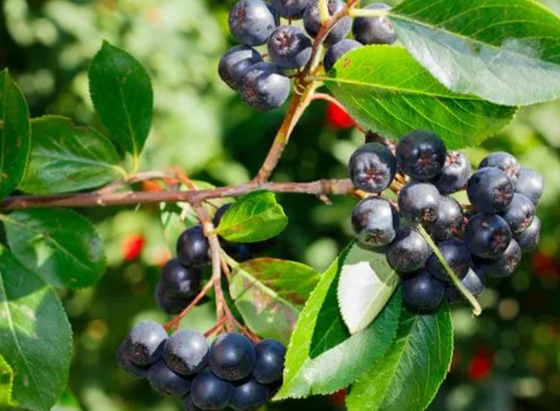 种蓝莓树的风水禁忌