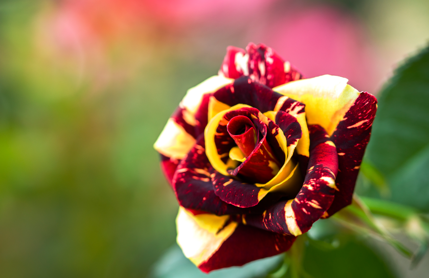 月季花没有阳光能活吗