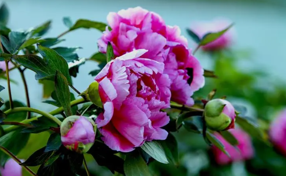 牡丹花种子种植时间