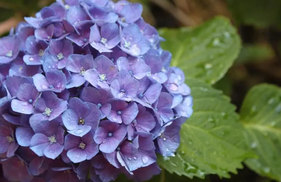 绣球花什么时候种植合适