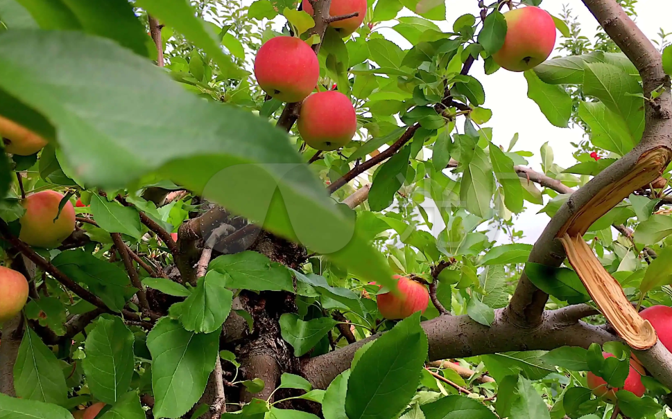 苹果树的生长环境