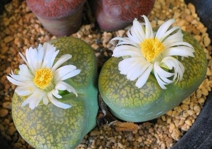 生石花徒长可以深埋么