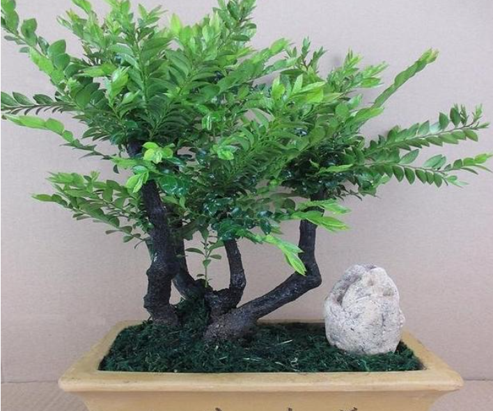 小叶紫檀树什么肥长最茂盛