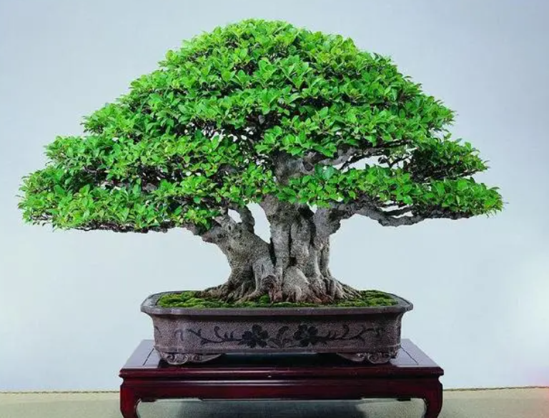 盆景榕树多长时间浇一次水