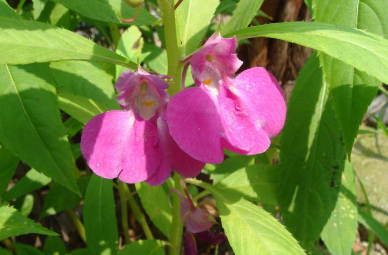 凤仙花寿命一般有多长