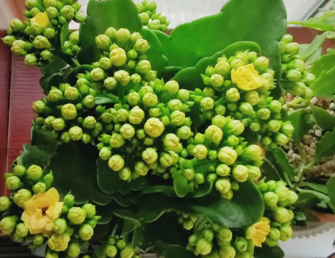 长寿花不开花是什么原因呢