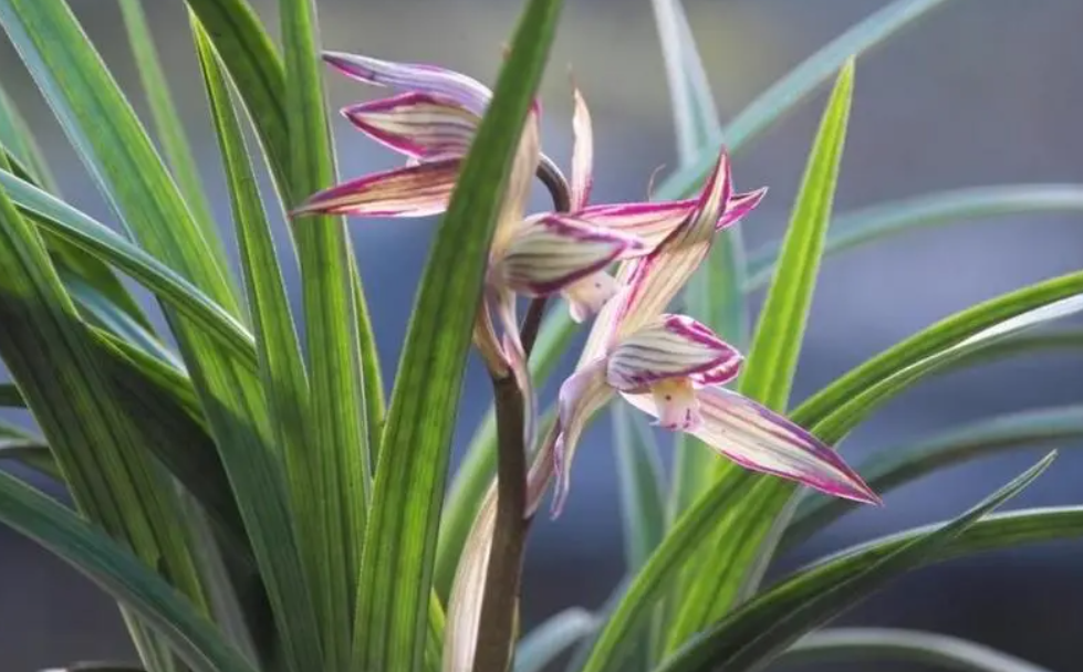 兰花第二年怎么才能开花