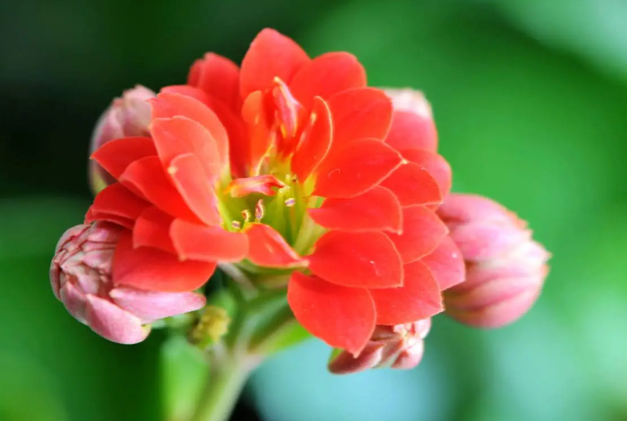 长寿花可不可以施农用复合肥