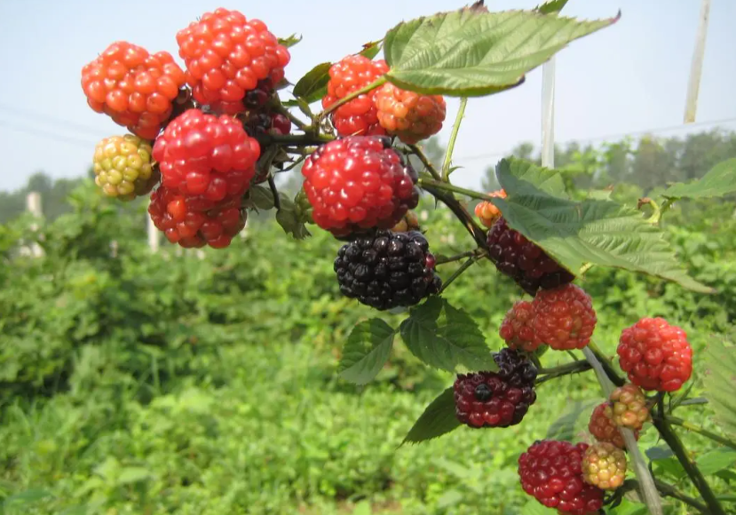 树莓扦插多久生根