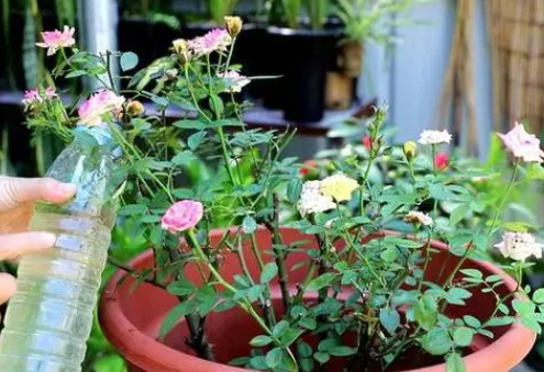 月季花怎么浇水才好