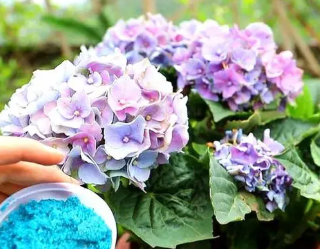 土养绣球花怎么养